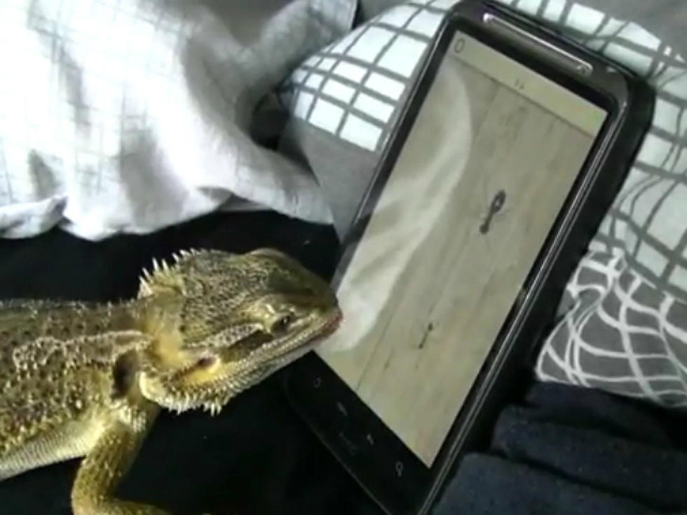 Pet Bearded Dragon Is Really Good at Playing ‘Ant Crusher’ [VIDEO]