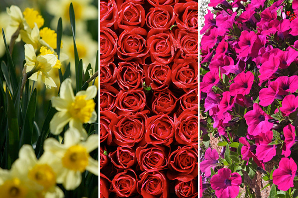 Can You Name the Flowers That Might One Day Treat Depression?