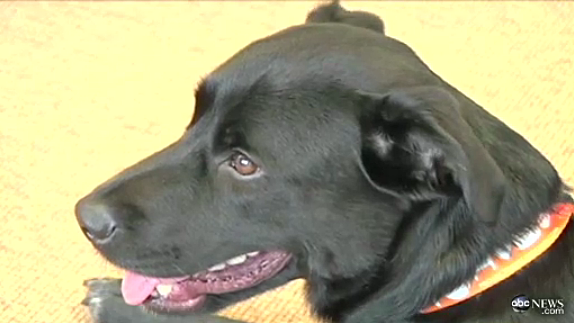 Dog Walks 500 Miles to Reunite With Owner  