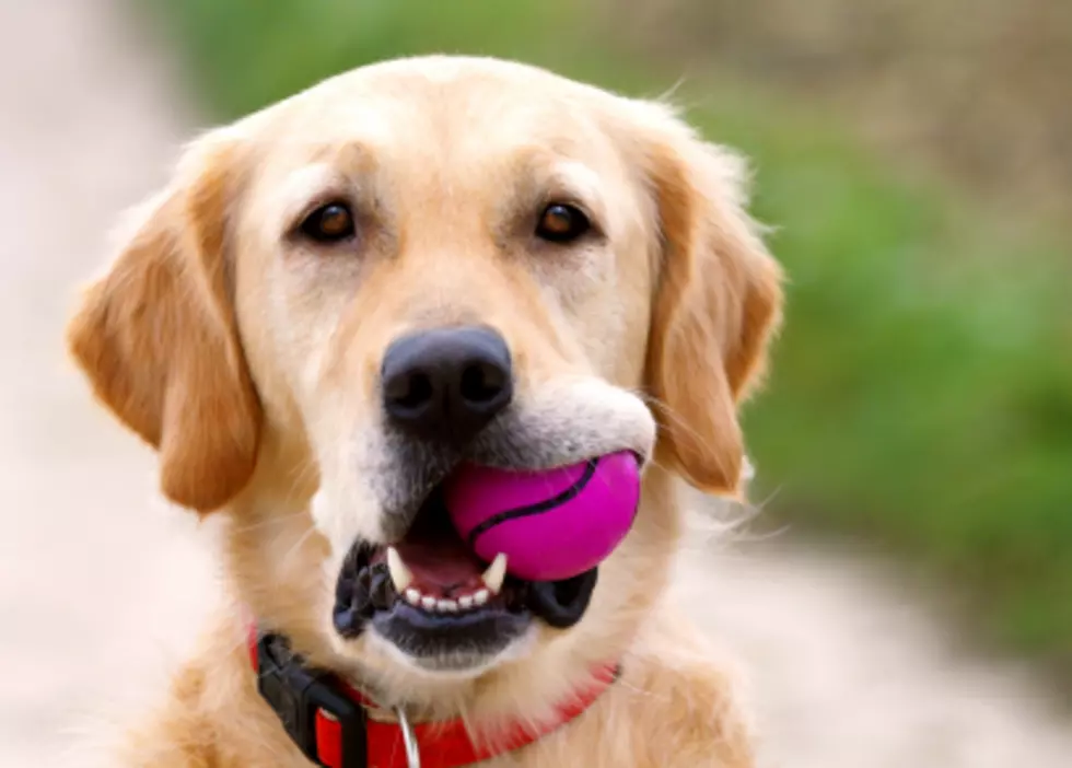 Dog Eats Candy-Covered Volcano Homework Ending in Emergency Surgery [VIDEO]