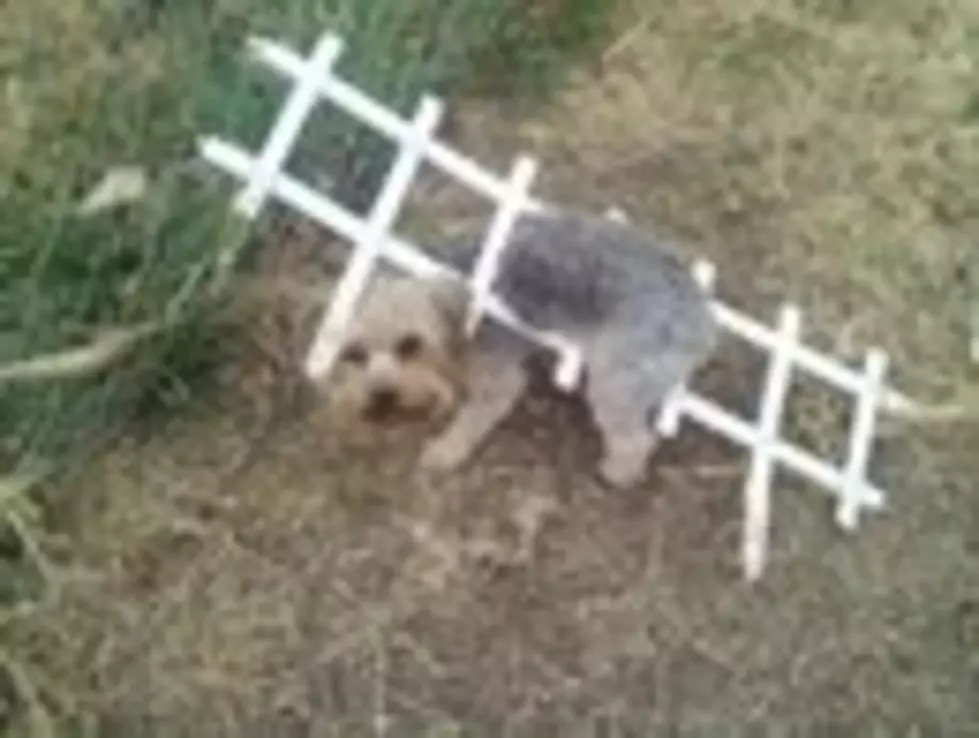 My Dog Cooper is No Misa!  Watch These Doggie Tricks in This Sweet Video!