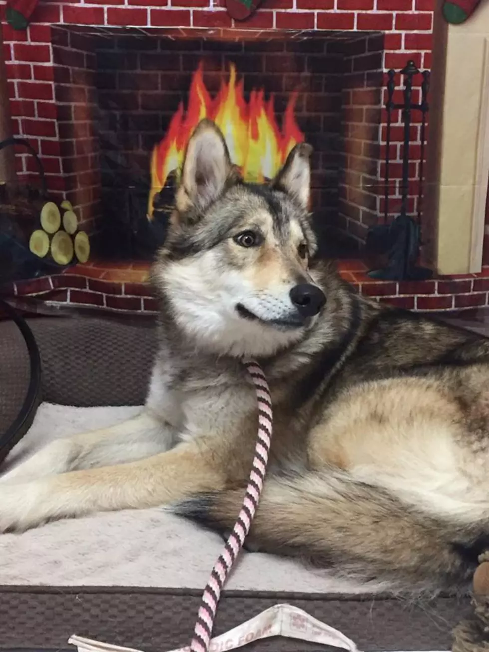 Lawton Animal Welfare Captures, Relocates Wolf-Dog Hybrid