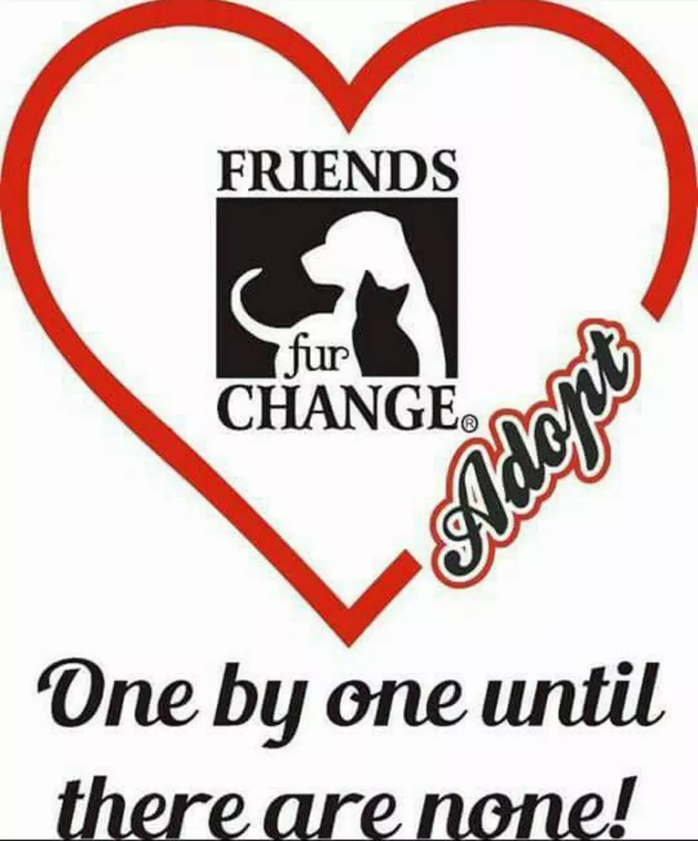 photo courtesy of Friends Fur Change.