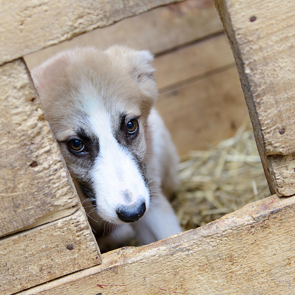 Celebrate National Homeless Animal Day by Doing Something About It!  Adopt!