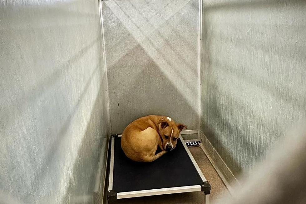 Depressed Shelter Dog In Ardmore, Oklahoma Needs Your Help