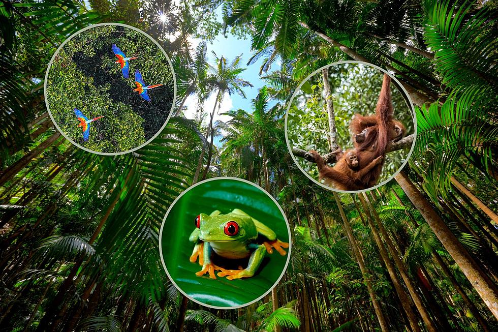 Journey Through The Rainforest At This Museum In Norman, Oklahoma