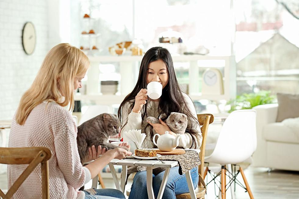 Oklahoma’s First Cat Cafe Coming To Oklahoma City