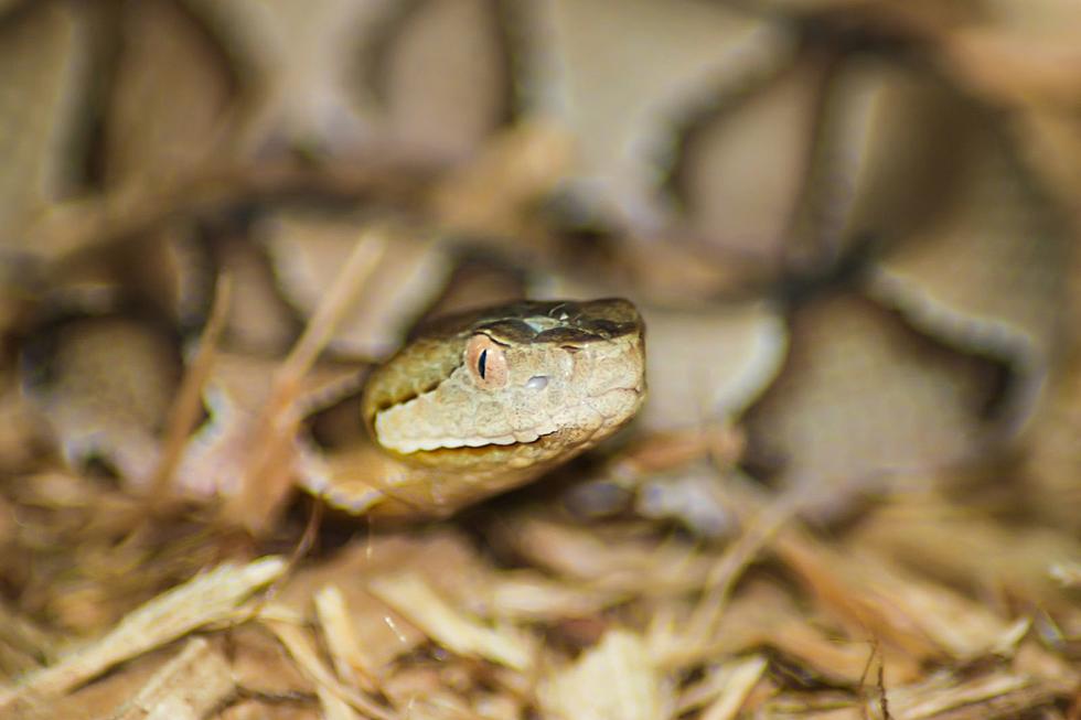 Can You Spot The Snake Hidden Amongst Oklahoma Rocks And Leaves?