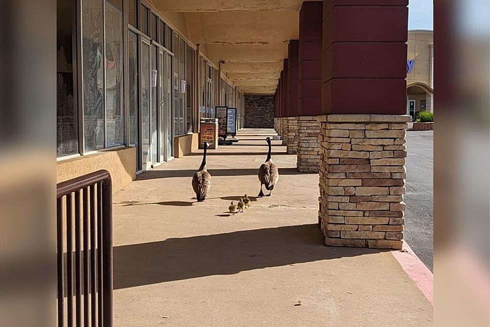 Shopping Center In Lawton, Oklahoma Welcomes Baby Geese