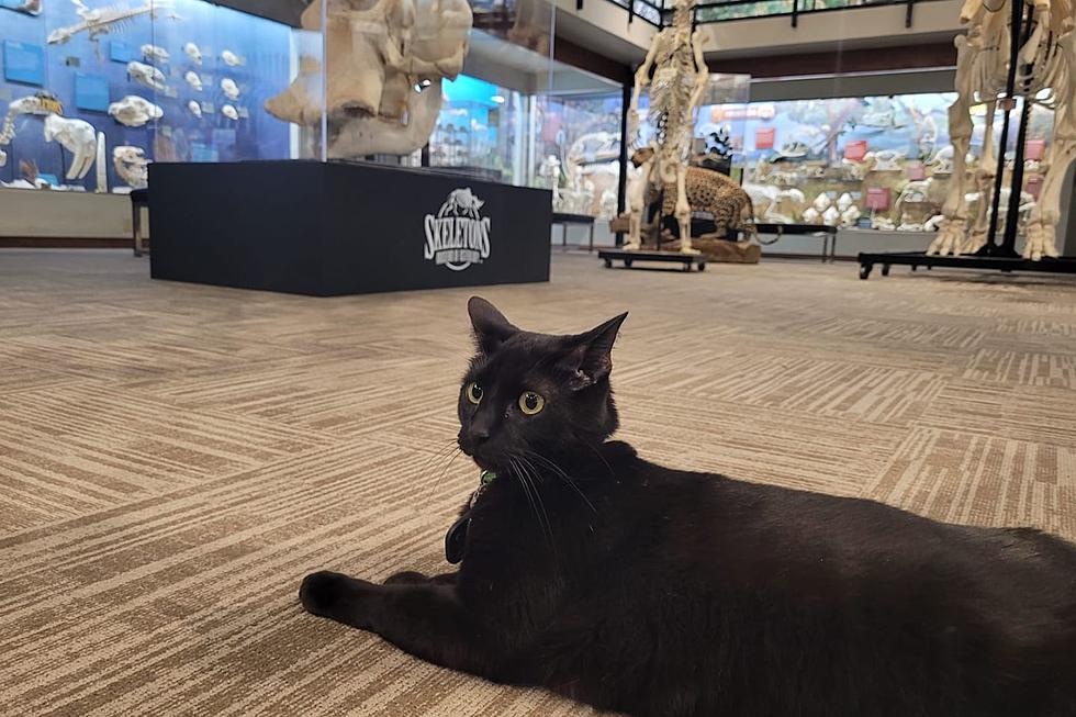 Meet Sir Indiana Bones, A Museum Cat From Oklahoma City