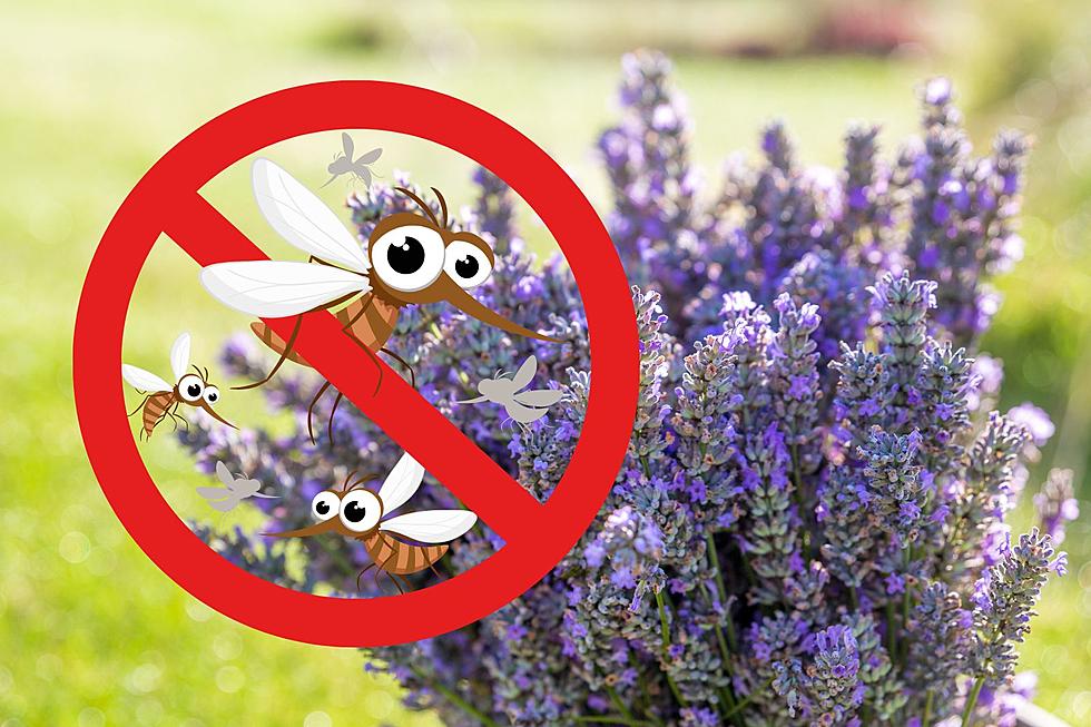 Here Are The Best Plants To Keep Mosquitoes Away In Oklahoma