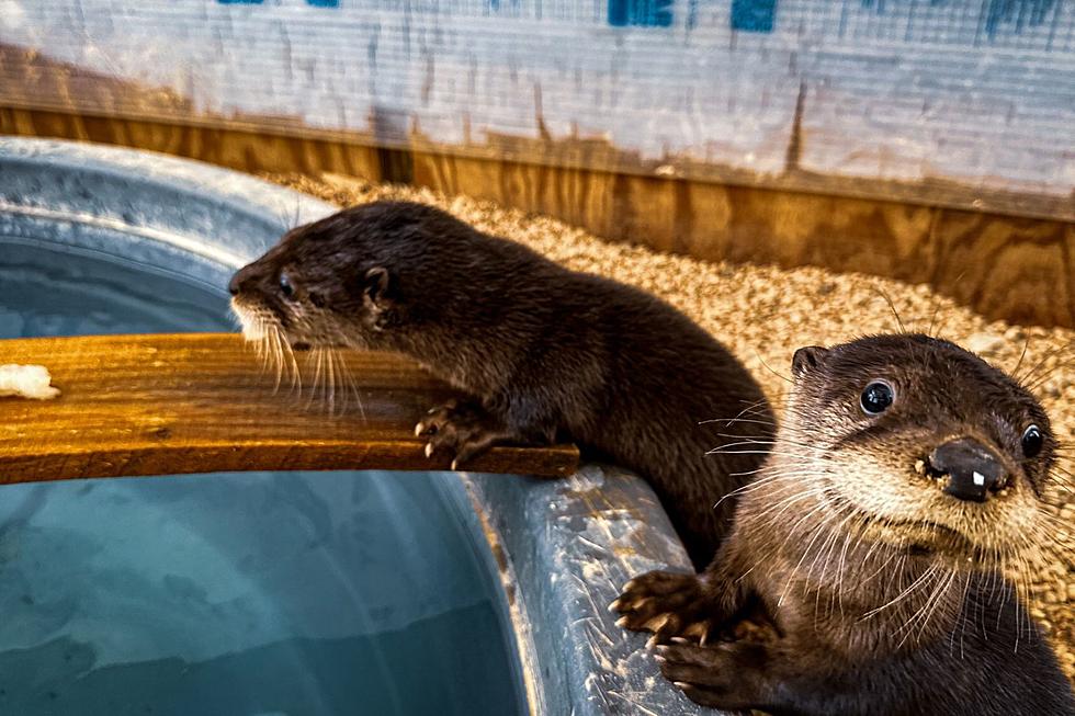 Medicine Park Aquarium Debuts Two Baby Otters