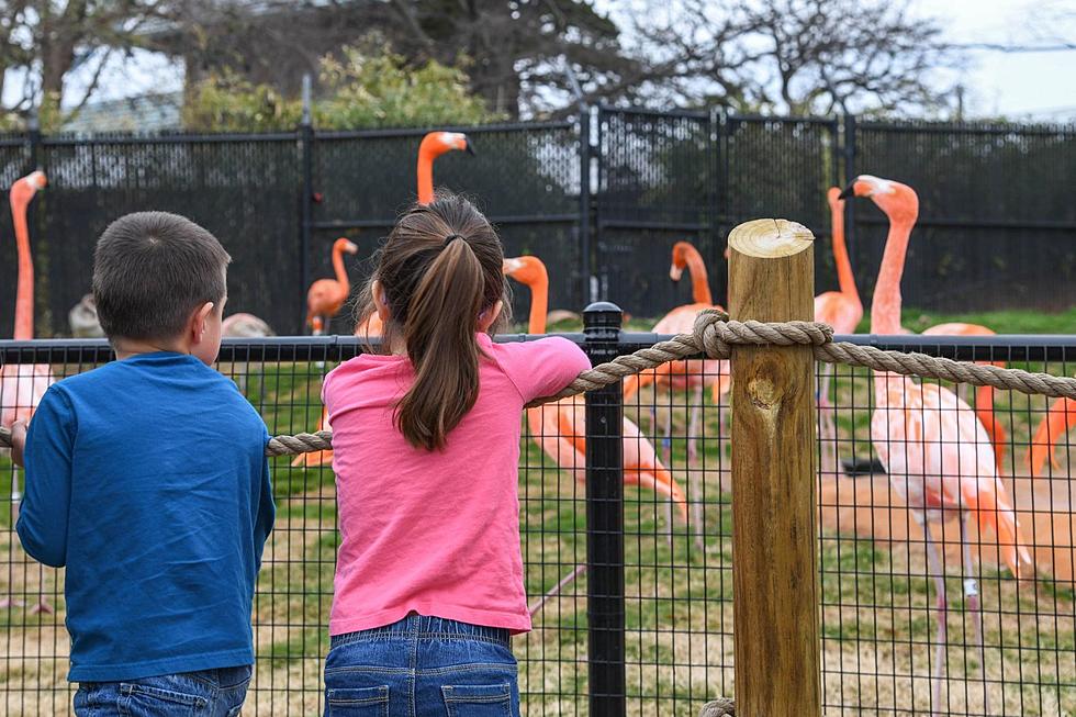 Kids Who Check Out This Library Book Get Free Oklahoma City Zoo Tickets