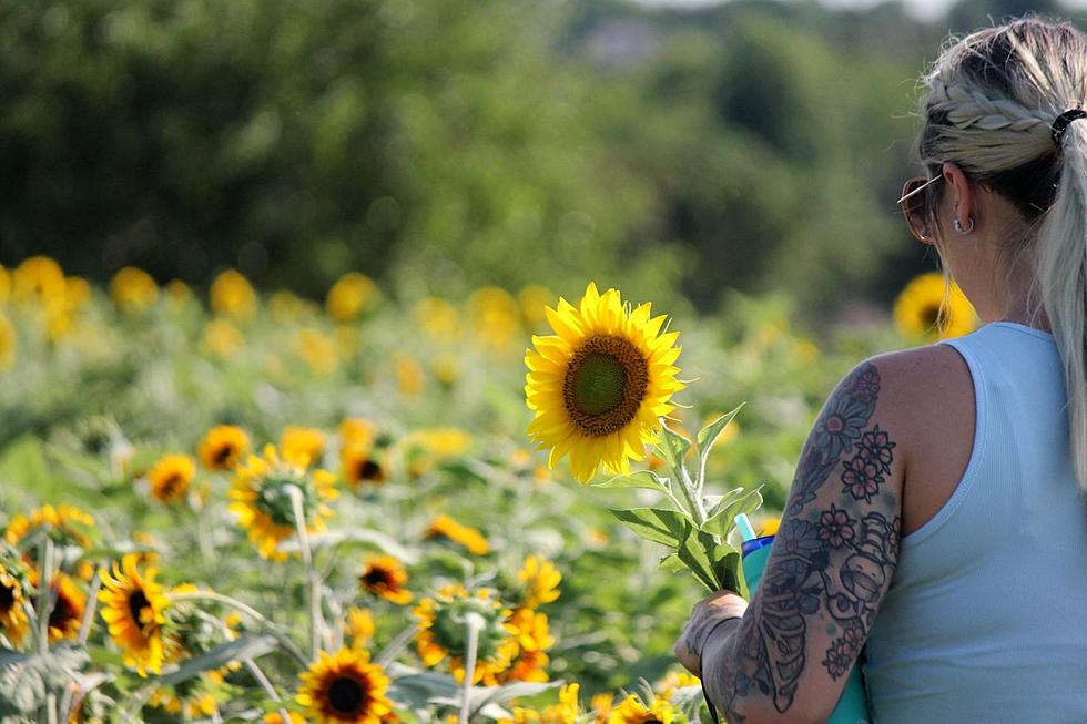 Pick Your Own Sunflowers At This Oklahoma Flower Farm