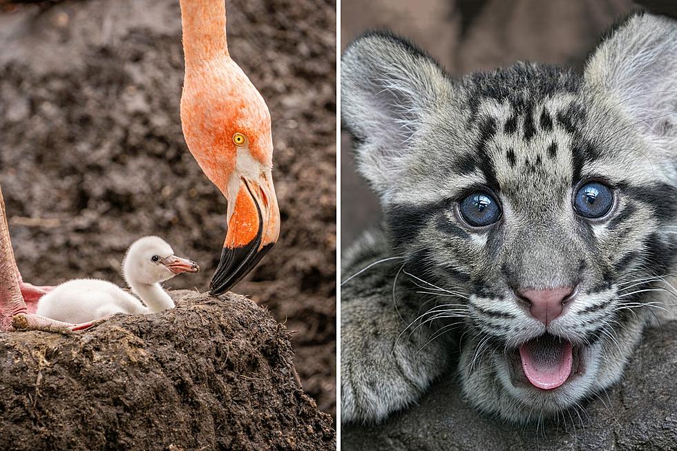 Oklahoma City Zoo Welcomes Baby Leopard and Flamingo Chicks