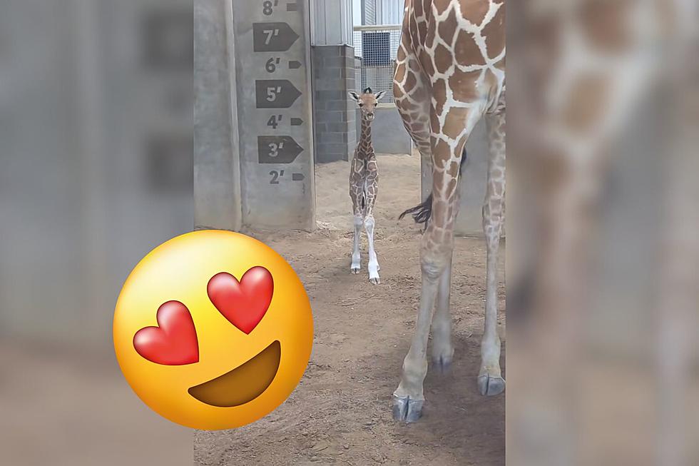 Tulsa Zoo Welcomes Adorable Baby Giraffe