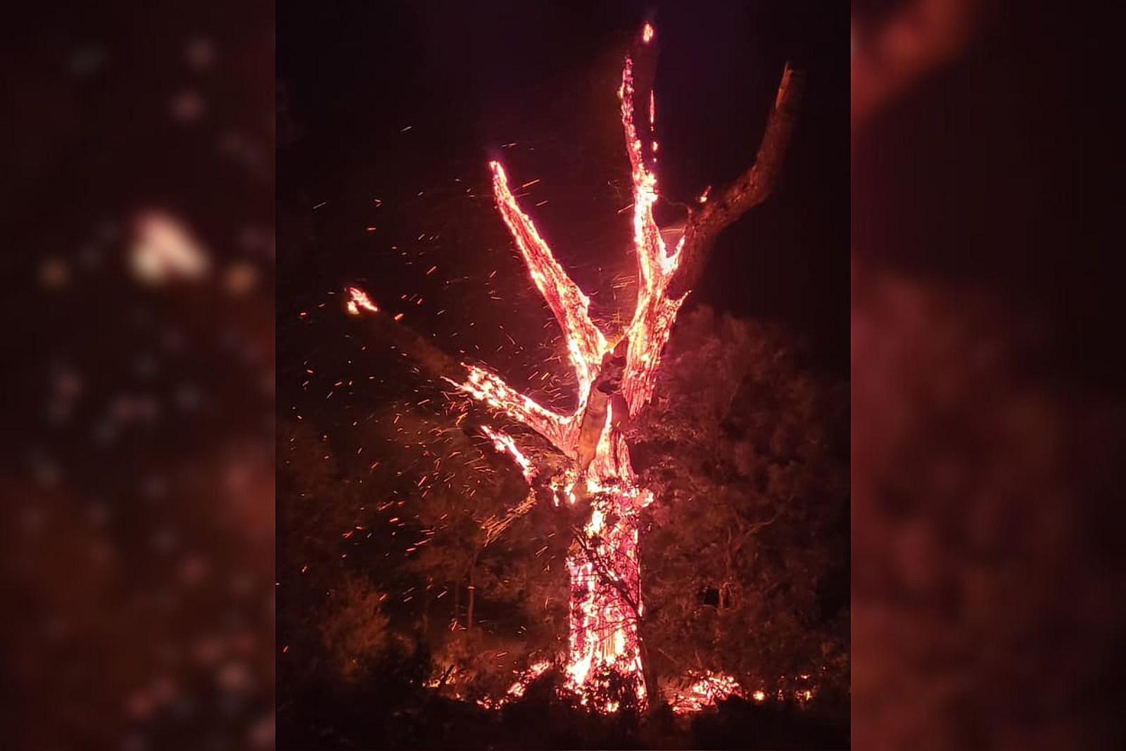 Catching Fire Lightning Tree 