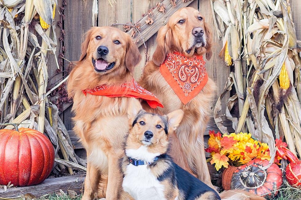 This Is the Best Dog-Friendly Pumpkin Patch in Oklahoma