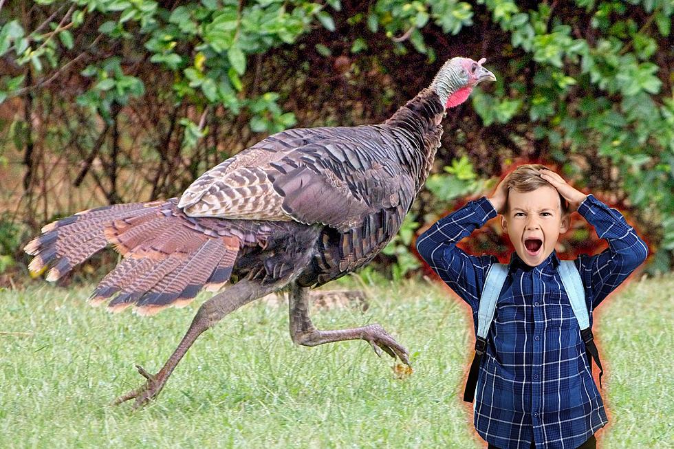 Turkey Terrorizes Children of Southwest Oklahoma City