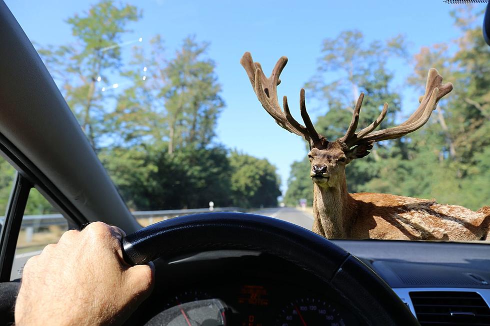 Deer-Vehicle Collisions in Oklahoma At Its Highest During November