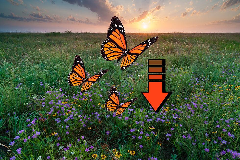 Oklahoma Could See Fewer Monarch Butterflies This Year