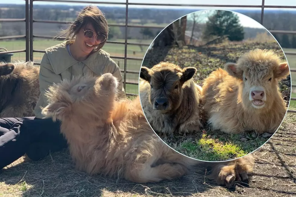 How To Cuddle Mini Highland Cows in Oklahoma