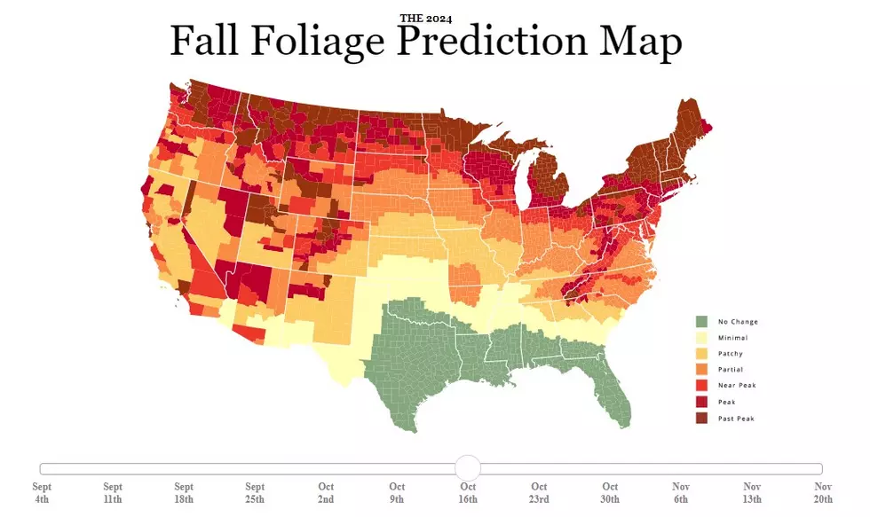 American Forests Website Screenshot