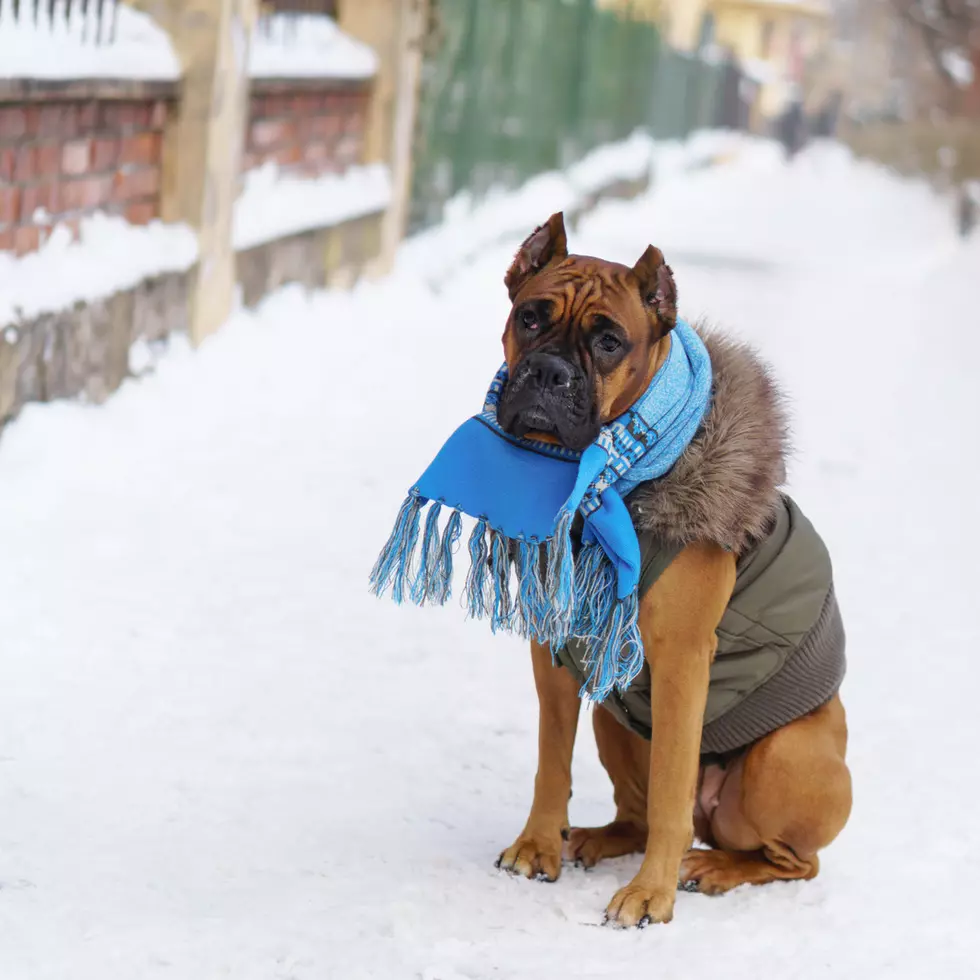 5 Ways to Protect Pets This Winter (LOOK)