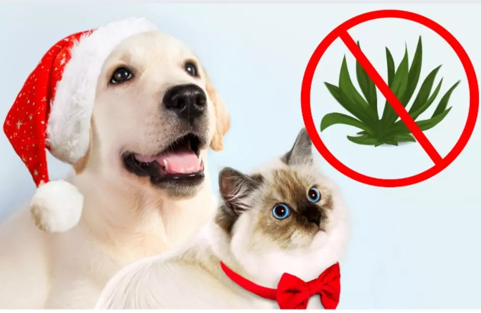 Keep Mr. Kitty And Your Diggity Dog Safe From These Plants This Holiday Season