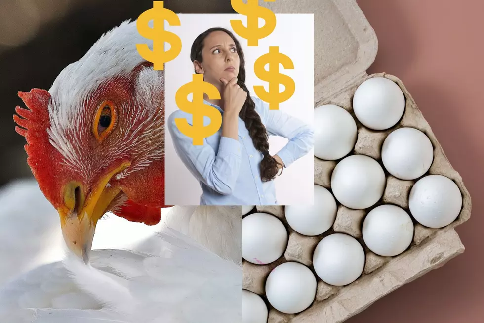 What Costs More, The Chicken Or The Egg?