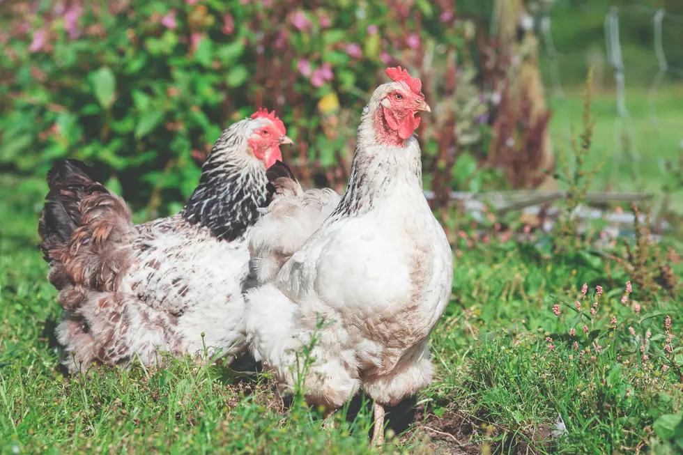 An Open Letter To People Who Want To Raise Their Own Chickens