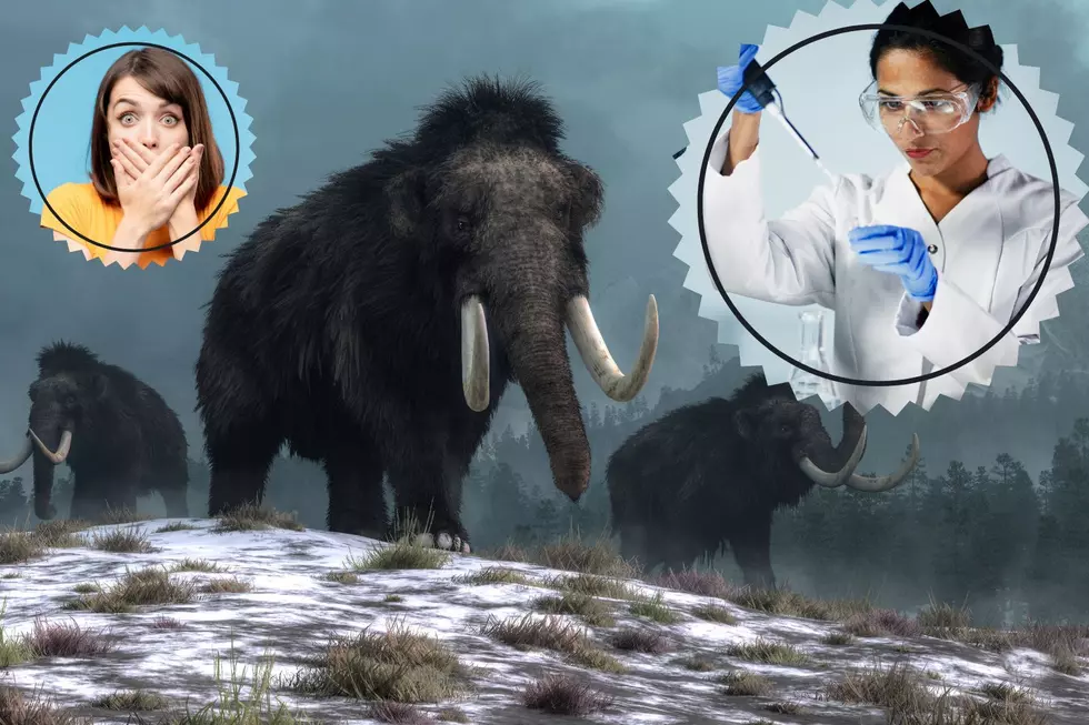 Welcome To Wooly Mammoth Park, And Other Ridiculous Reincarnations