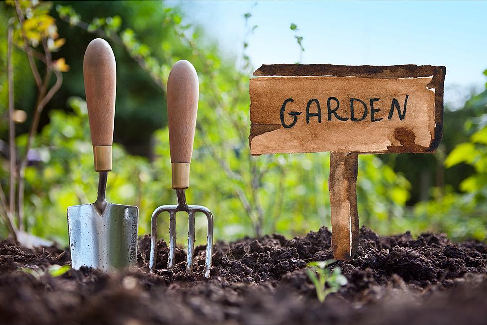 Ready! Set! Grow! Here Are Great Places To Shop For Your Garden