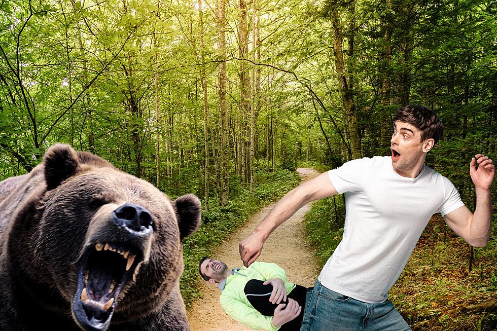 Would You Actually Sacrifice Your Friend In A Bear Attack?