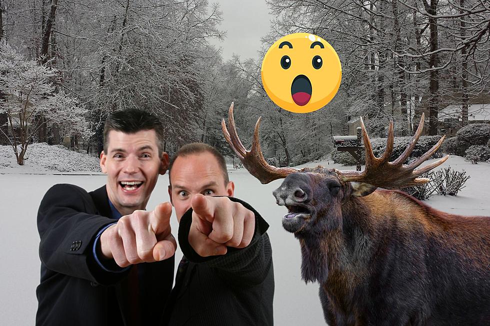Taunting A Moose In Montana? See What Could Go Wrong.