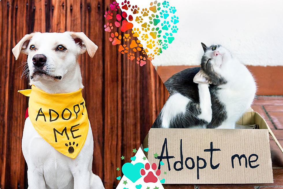 Looking For A Furry Family Member? Adoption May A Great Option