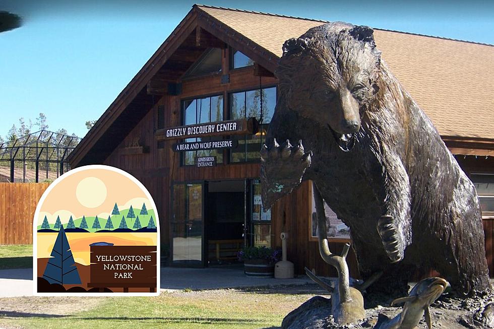 Popular Montana Center Is Where To See Grizzlies And Wolves