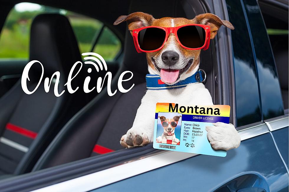 What? Renew your Montana Driver’s License Online?  Yes, Please
