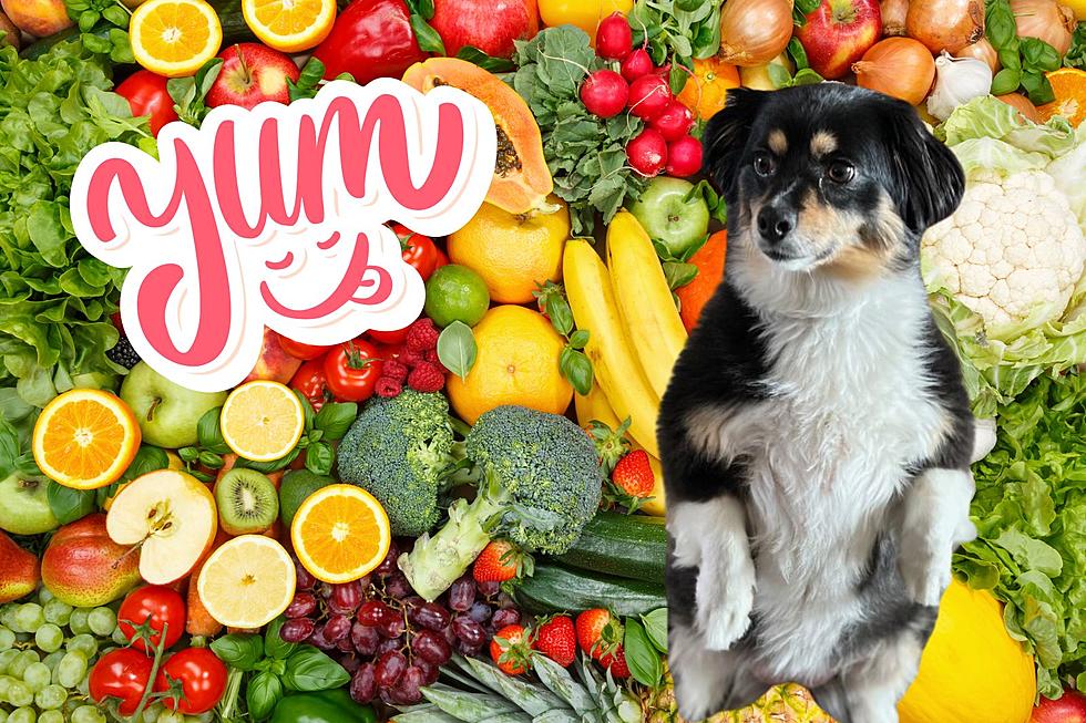 It's Okay to Share: Foods You Can Eat With Your Doggie 