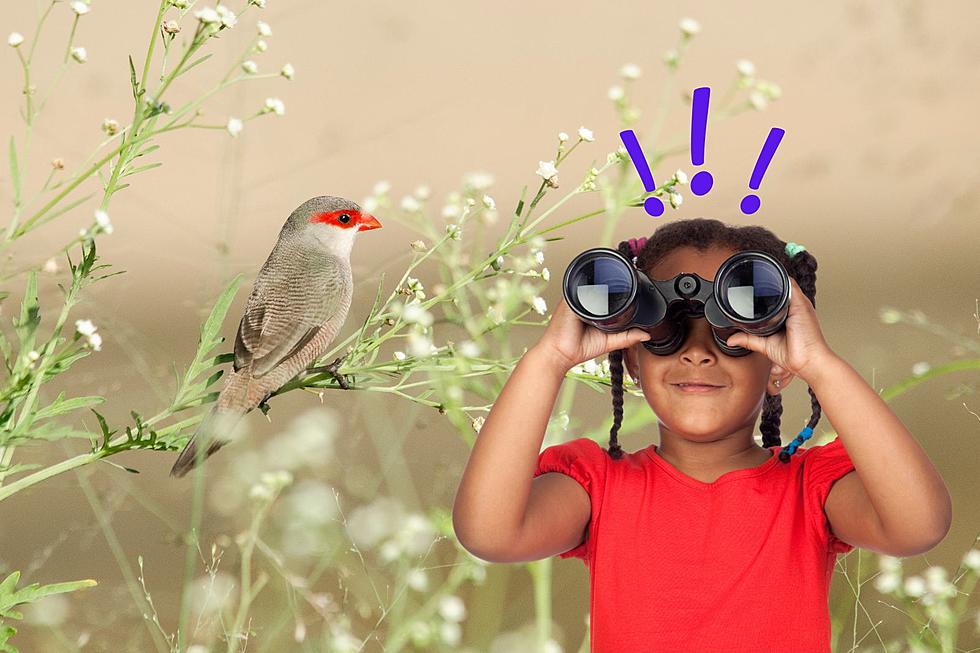 Explore Amazing Bird Species This Summer In Montana