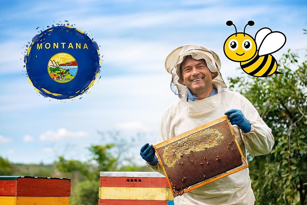 Beekeeping Can Be Fun In Montana.