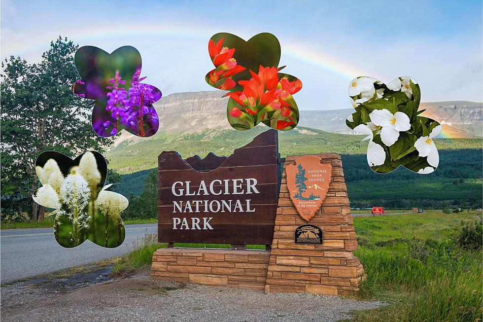 Glacier Park Wildflowers: A Guide to Nature&#8217;s Colorful Beauty
