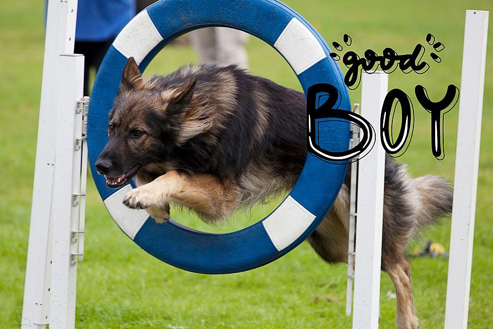 Hot Diggity Dog! Time To Seize The Summer At A DogDash Event