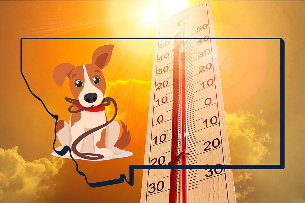 Release the Dogs!  How To Safely Walk Your Pet In Montana Heat