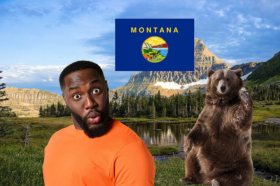 What Are The Odds Of You Running Into A Bear In Montana?