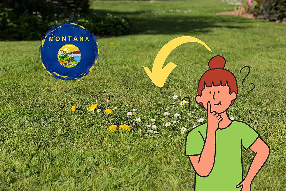 Eliminating Pesky Montana Weeds With Household Items