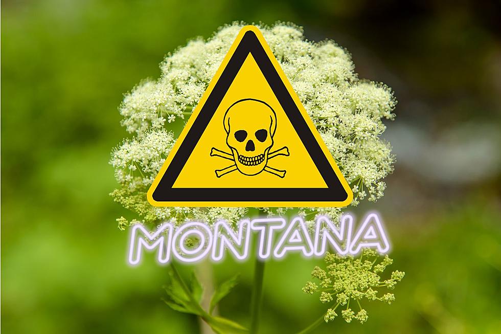 Warning Montanans, This Attractive Plant Could Kill You
