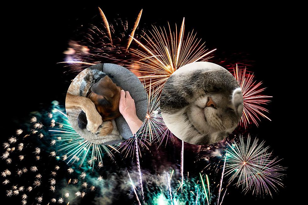 How To Keep Your Dog And Cat Calm During Fireworks