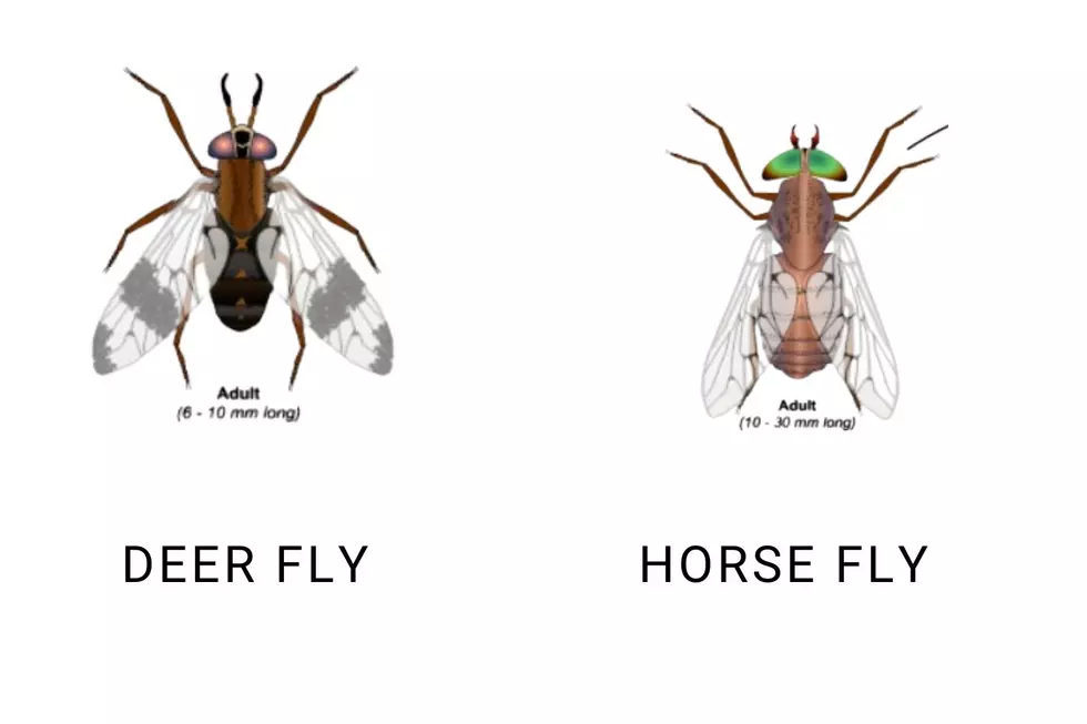 https://extension.entm.purdue.edu/publichealth/insects/tabanid.html/ CANVA