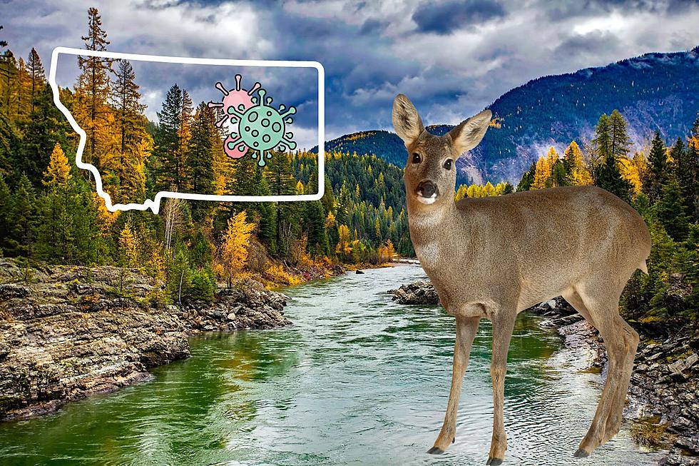 Is It Possible Deer Spread Covid-19 To Humans In MT?